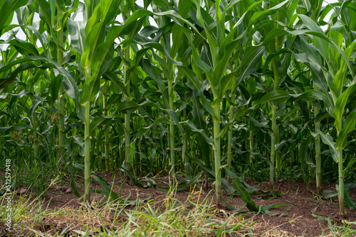 Corn garden plants in Corn field farm