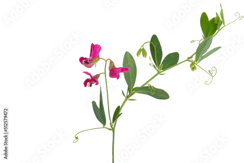 meadow bean flowers isolated