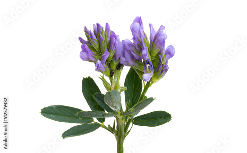 Cuadro en lienzo alfalfa flower isolated