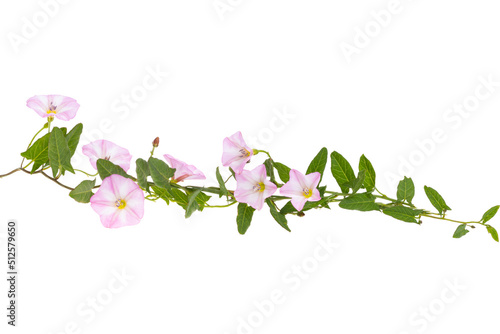 Fototapeta Naklejka Na Ścianę i Meble -  meadow bindweed isolated