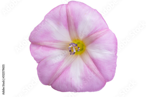 meadow bindweed isolated