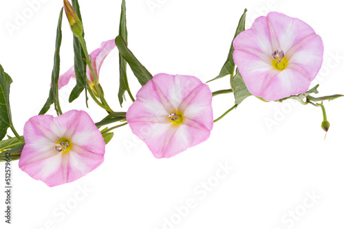 Fototapeta Naklejka Na Ścianę i Meble -  meadow bindweed isolated
