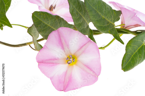 Fototapeta Naklejka Na Ścianę i Meble -  meadow bindweed isolated