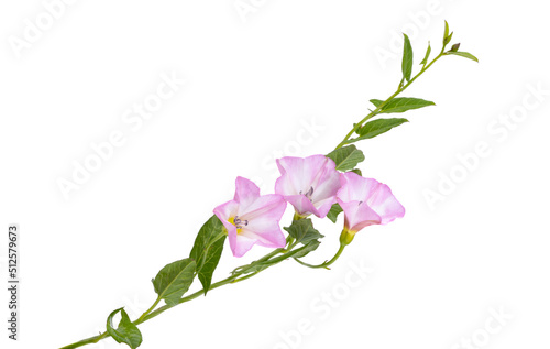 Fototapeta Naklejka Na Ścianę i Meble -  meadow bindweed isolated