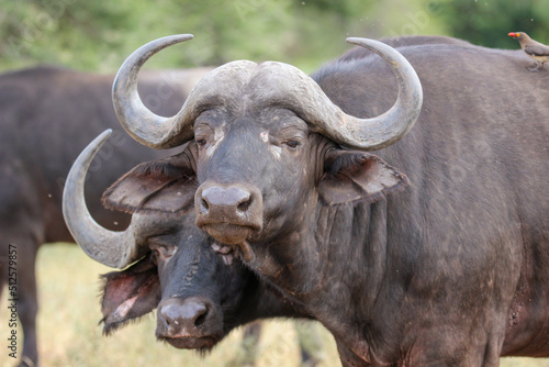 African or Cape buffalo  Kruger National Park  South Africa