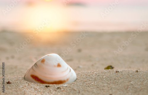 A shell with an unusual natural pattern in the form of a smiley face at sunset. Selective focus, blurred background