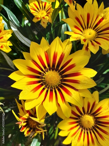 Fototapeta Naklejka Na Ścianę i Meble -  yellow flowers
