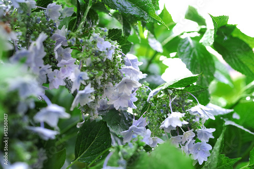 雨上がりの紫陽花
