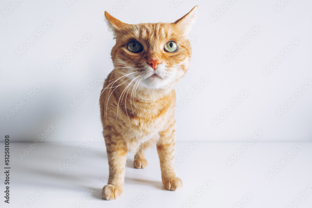 Ginger cute cat looking curiously on white background. Copyspace for your text. Adorable home pet stock photography