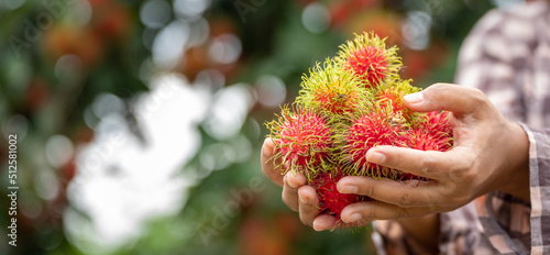 Asia Woman farmer Rambutan Farmer, female farmer holding pile of rambutan from organic farming Green garden, organic farming  farmer working concept photo