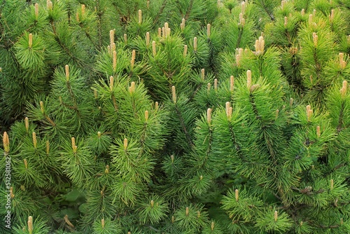 Mountain pine tree Pinus Mugo with buds, long branch and coniferous. Mughus pumilio cultivar dwarf in rock park. Composition pinaceae landscaping in japanese garden. Nature botanical concept. Close-up photo