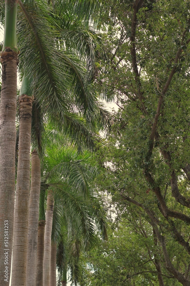 Naklejka premium Palm trees in the woods