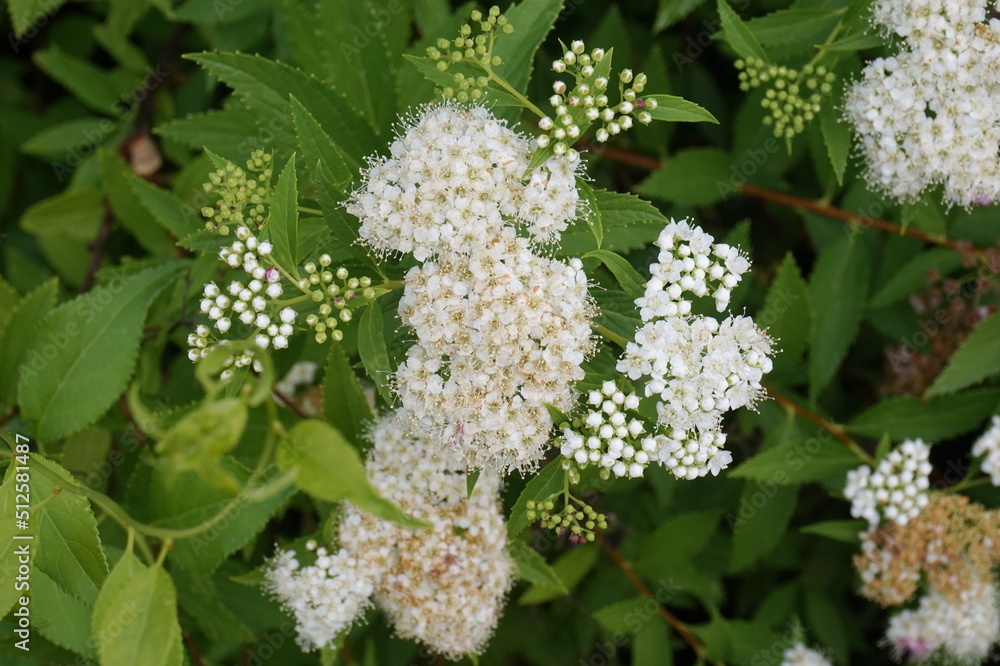 White Spirea in Bloom as Background White Spirea in Bloom as Background