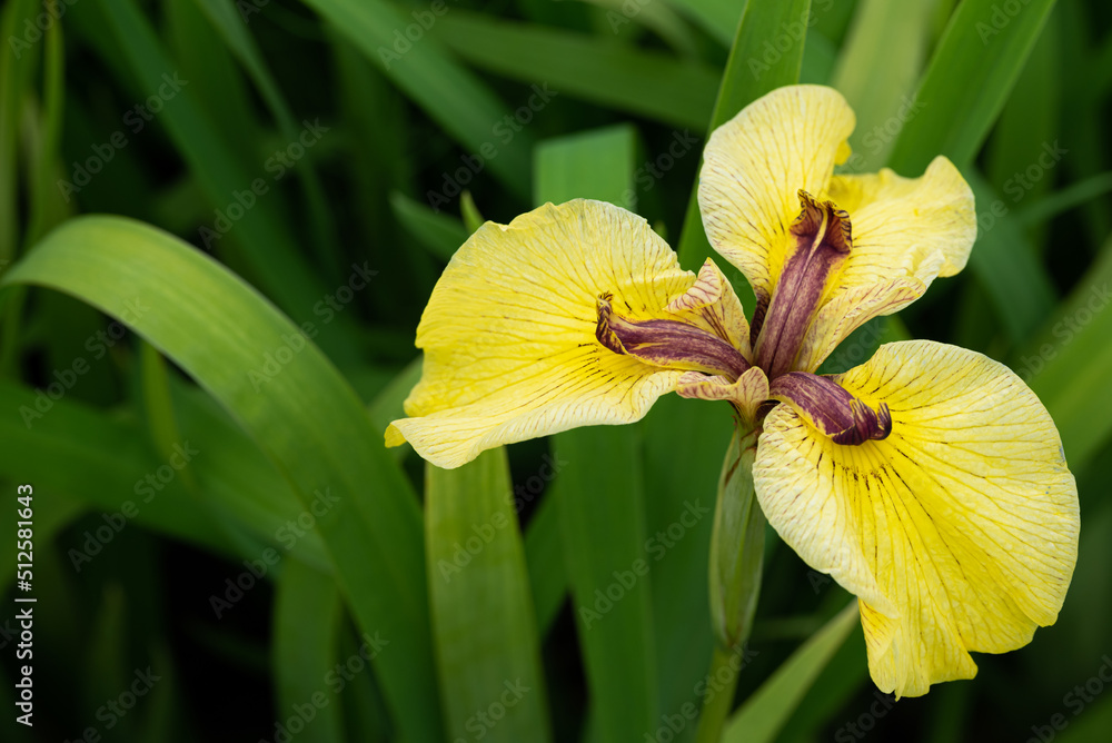 Fototapeta premium 黄色の満開の花菖蒲のアップ 横