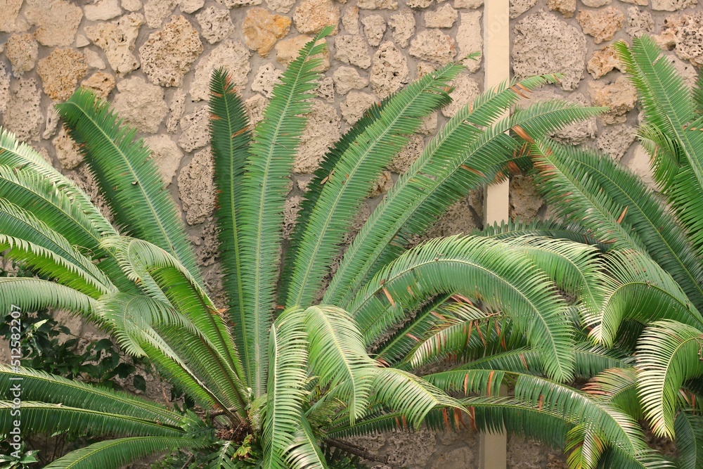 Fototapeta premium Huge fern plant 