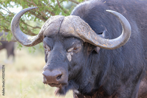 African or Cape buffalo, Kruger National Park, South Africa
