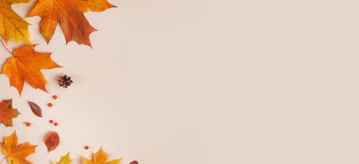 Frame of colorful red and yellow autumn leaves with cones and rowan berries on trendy beige background. First day of school, back to school, fall concept. Web Banner