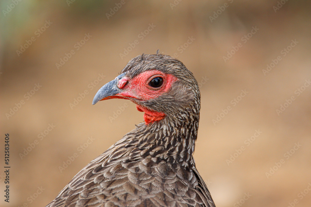 Swainson's Spurfowl, Kruger National Park, South Africa Swainson's Spurfowl, Kruger National Park, South Africa