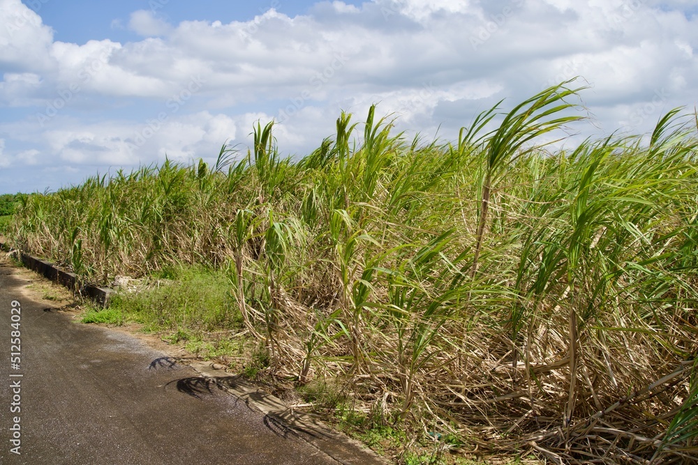 Sugarcane fields on Miyako Island, dominated by the wind Sugarcane fields on Miyako Island, dominated by the wind