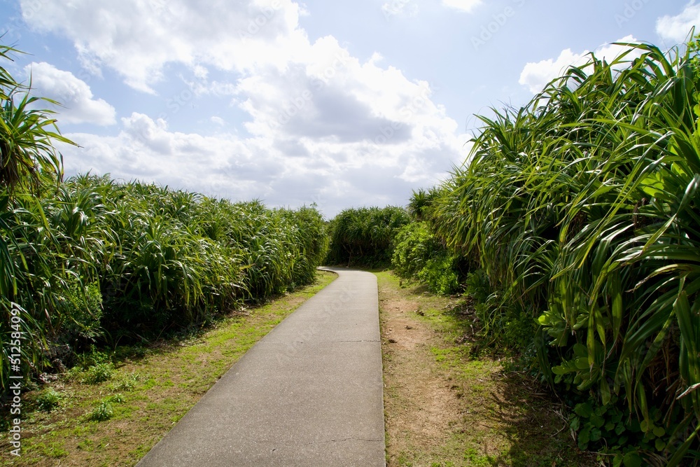A narrow single road surrounded by tropical vegetation bushes