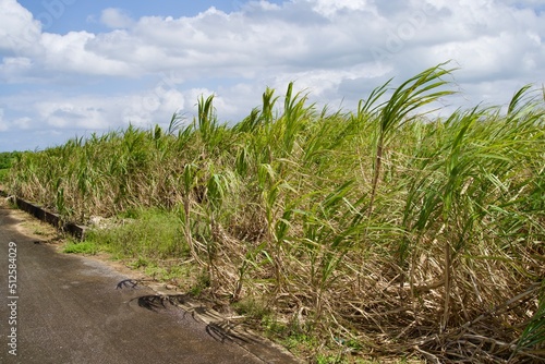 Sugarcane fields on Miyako Island, dominated by the wind