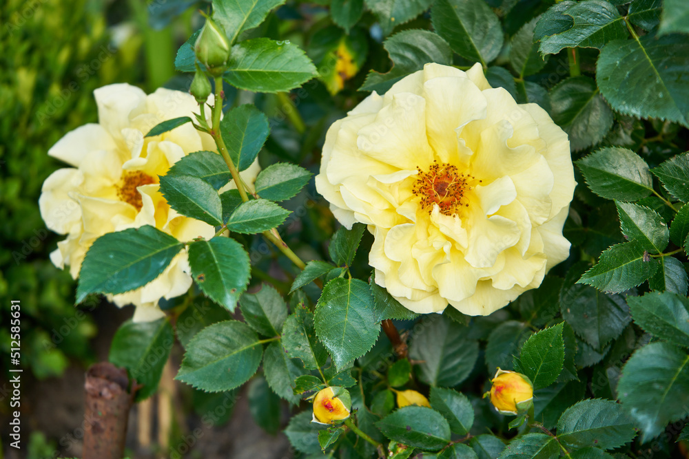 Naklejka premium żółte róże