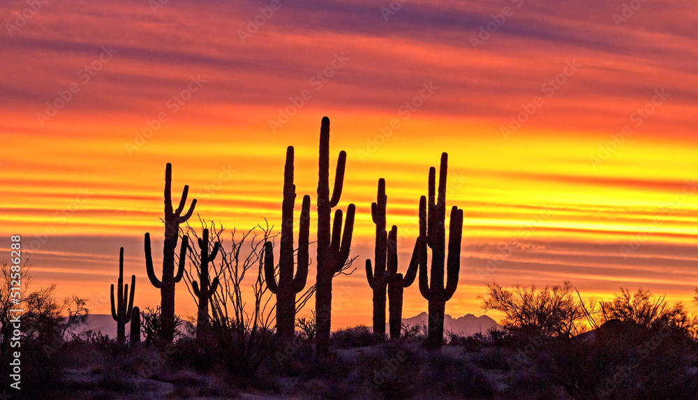 Silhouette Of Stand Of Saguaro Cactus At Sunrise In Arizona