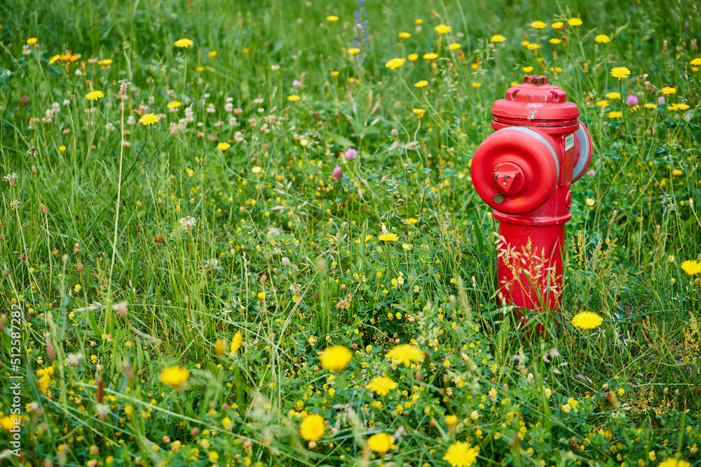 łąka i hydrant  - obrazy, fototapety, plakaty 