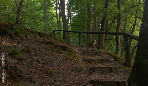 Old wooden stairs in the forest