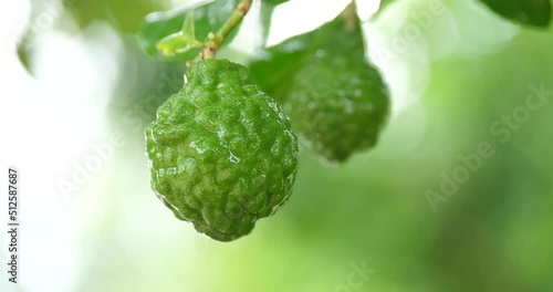 (Citrus hystrix)Closeup fresh bergamot,bergamot with water droplets in the rainy season, photo