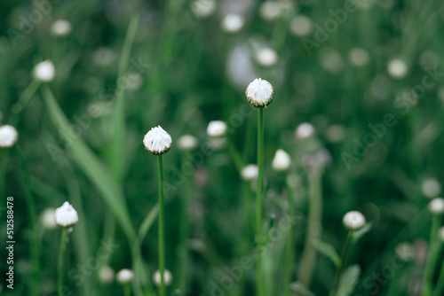 closed daisy flower bud among the grass. Summer minimalism from flowers