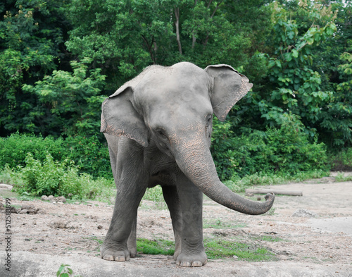 young asiatic elephant at zoo