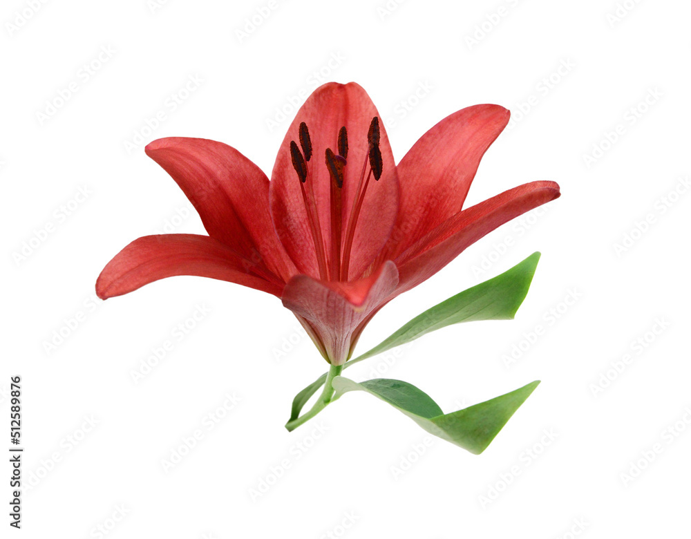 Lily flower isolated on white background 