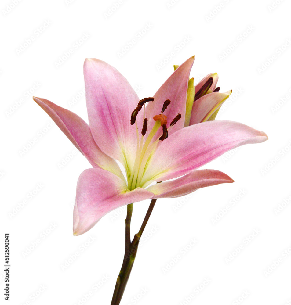 Fototapeta premium Lily flower isolated on white background 