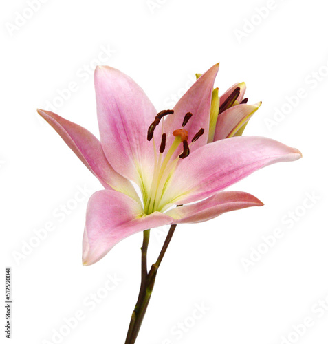 Lily flower isolated on white background 