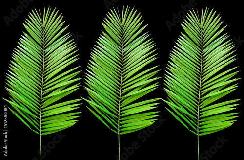 Closeup  Tropical three palm green leaf isolated on black background for design or stock photos  summer plant  flora pattern set