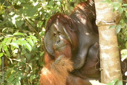 Orango tango Borneo della Malesia