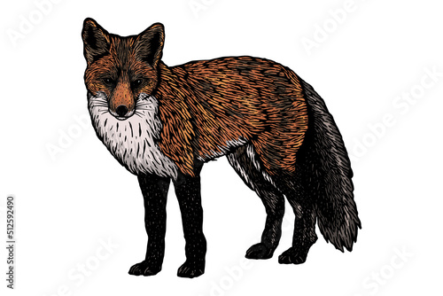  Red fox hand drawn - vector illustration