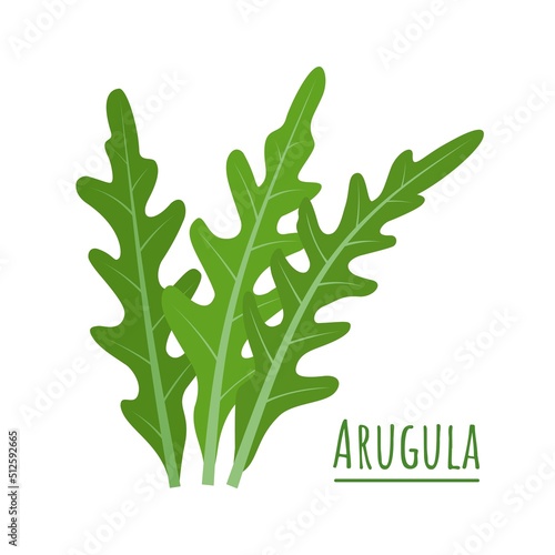 Vector illustration, green fresh rucola or arugula leaf, isolated on a white background.