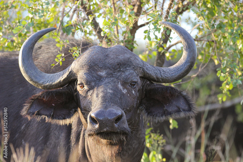 African or Cape buffalo, Kruger National Park, South Africa