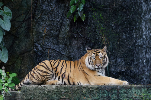 Close up bengal tiger is beautiful animal and dangerous in forest