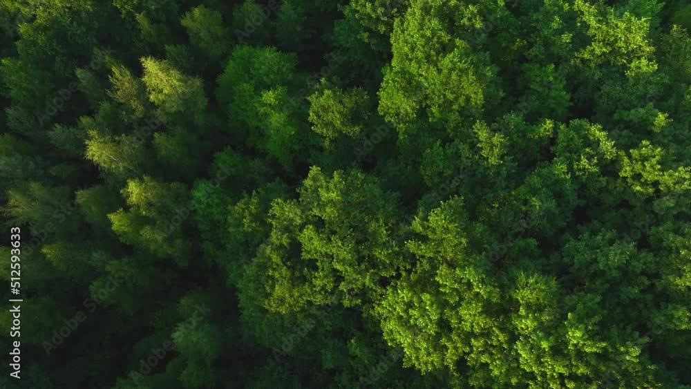 The view from the drone to the road through the forest against the background of the setting sun. Aerial view of cars driving through the forest. Forest road from the bird's eye view. The view from the drone to the road through the forest against the background of the setting sun. Aerial view of cars driving through the forest. Forest road from the bird's eye view.