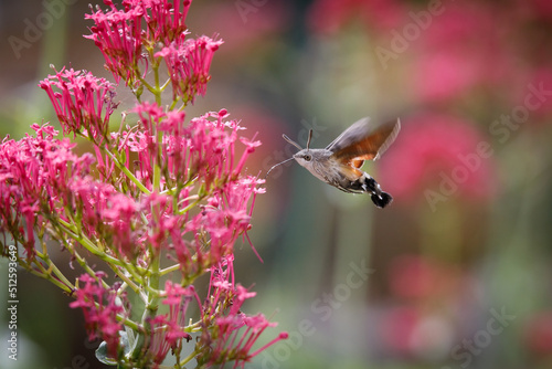 hummingbird butterfly on red flower