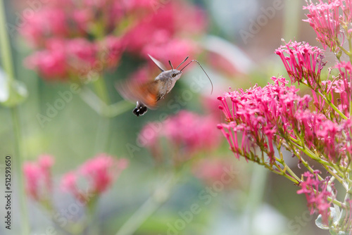 hummingbird butterfly on red flower