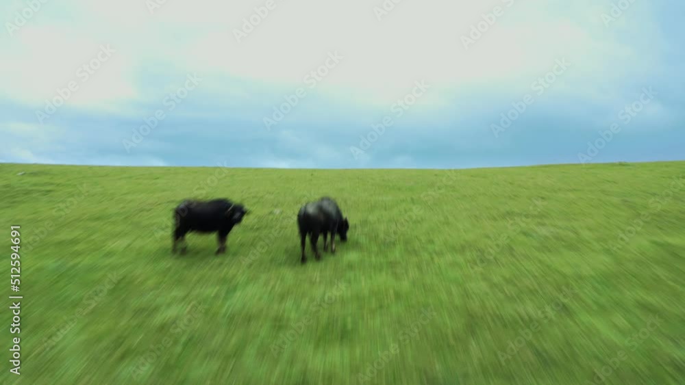 Aerial view of herd of cows grazing on the meadow in high mountains. FPV drone shot. Black Sea Mountains.Turkey Aerial view of herd of cows grazing on the meadow in high mountains. FPV drone shot. Black Sea Mountains.Turkey