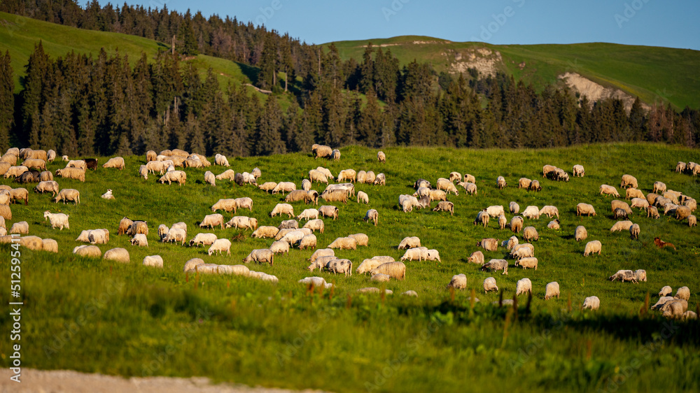 Fototapeta premium Herd of sheep and goats in a mountain meadow. Rodna Mountains, Carpathians, Romania.