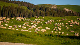 Herd of sheep and goats in a mountain meadow. Rodna Mountains, Carpathians, Romania.