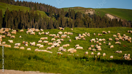 Herd of sheep and goats in a mountain meadow. Rodna Mountains, Carpathians, Romania. photo