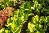 Warzywa z własnego ogrodu, grządka warzyw, różne rodzaje sałat, rosnące sałaty