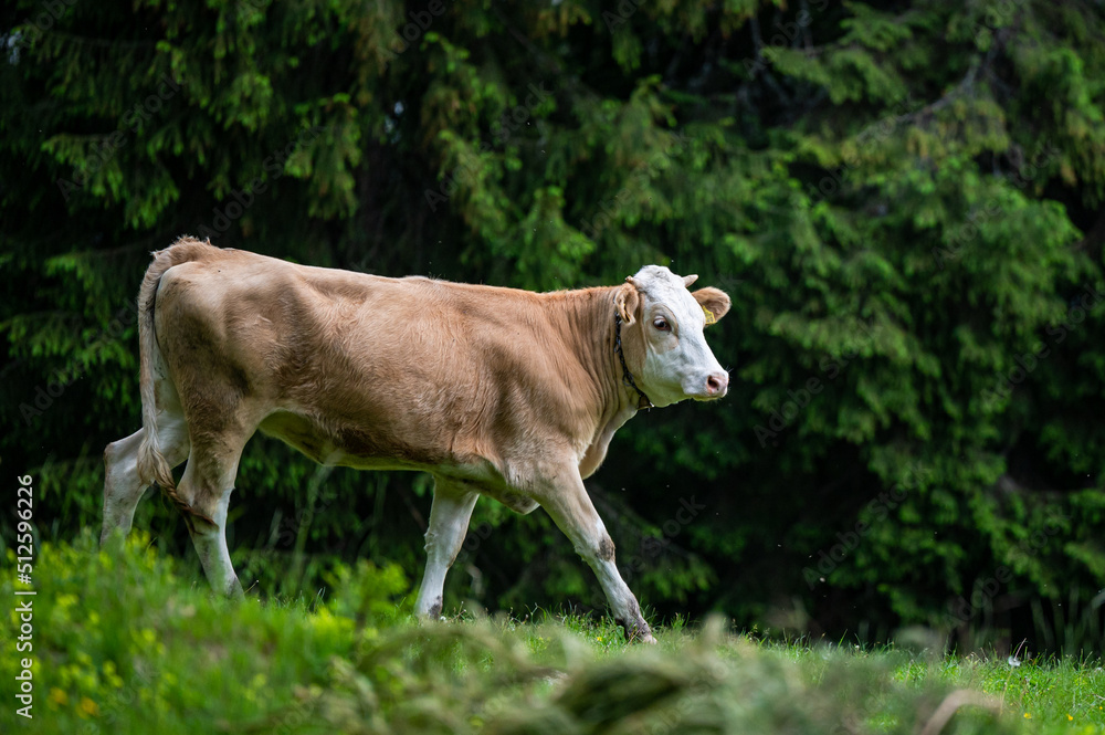 Cows in a mountain meadow. Rodna Mountains, Carpathians, Romania. Cows in a mountain meadow. Rodna Mountains, Carpathians, Romania.